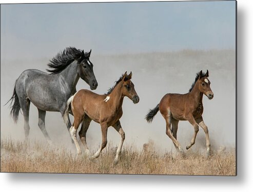 Horse Metal Print featuring the photograph Out Of The Dust #1 by Kent Keller
