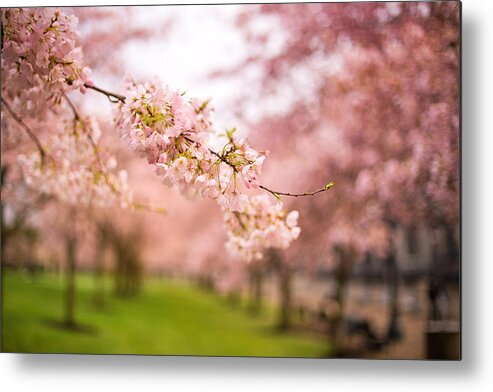 Cherry Blossoms Metal Print featuring the photograph Past present and future #1 by Kunal Mehra