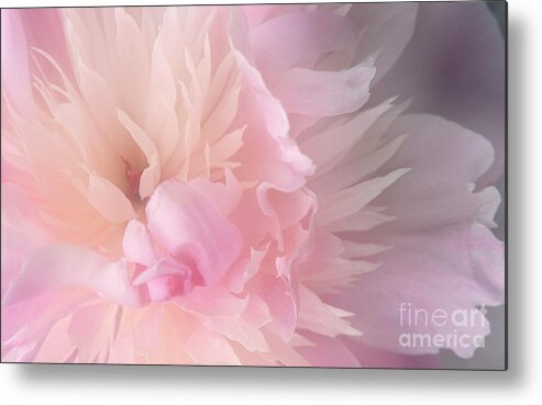 Pink Peony Light Petals Dreamy Metal Print featuring the photograph Peony Series 1-6 by J Doyne Miller