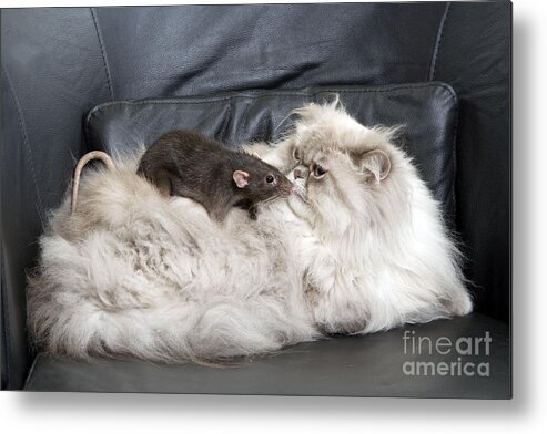 Cat Metal Print featuring the photograph Persian Cat And Rat #1 by Jean-Michel Labat