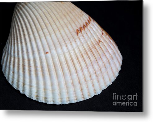 Shell Metal Print featuring the photograph Phosphorescent Atlantic Giant Cockle #1 by Ted Kinsman