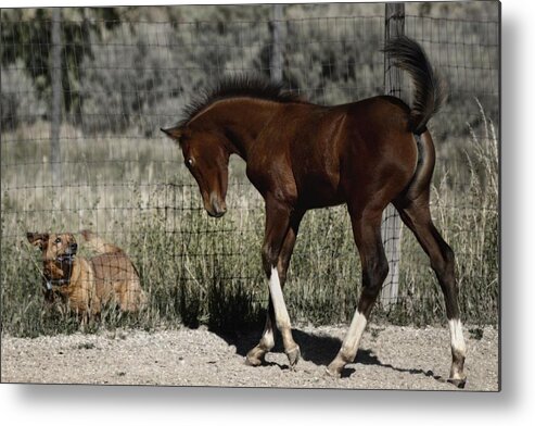 Filly And Dog Playing Metal Print featuring the photograph Playmates #2 by Debra Sabeck