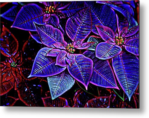 Cathy Donohoue Metal Print featuring the photograph Poinsettia #1 by Cathy Donohoue
