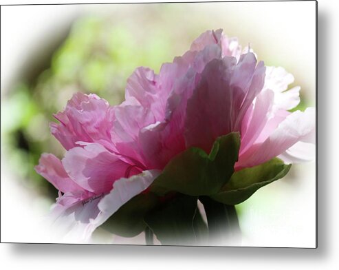 Tree Peony Metal Print featuring the photograph Pretty in Pink #1 by Yumi Johnson