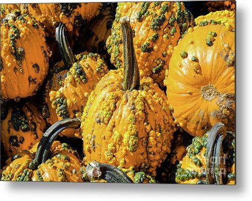 Autumn Metal Print featuring the photograph Pumpkins with Warts #1 by Iryna Liveoak