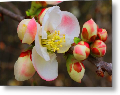 Quince Metal Print featuring the photograph Quince Toyo Nishiki #2 by Kathryn Meyer