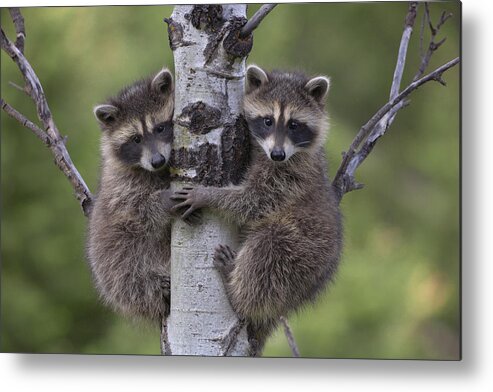00176520 Metal Print featuring the photograph Raccoon Two Babies Climbing Tree by Tim Fitzharris