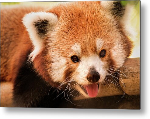 Red Panda Metal Print featuring the photograph Red Panda #1 by Don Johnson