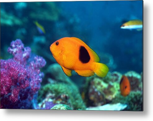 Amphiprion Ephippium Metal Print featuring the photograph Red Saddleback Anemonefish And Soft Coral #1 by Georgette Douwma
