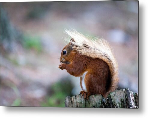 Red Squirrel Metal Print featuring the photograph Red Squirrel #2 by Anita Nicholson
