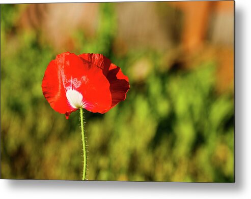Austin Metal Print featuring the photograph Red Wildflower #1 by Raul Rodriguez