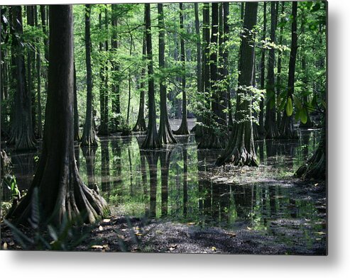 Swamp Metal Print featuring the photograph Reflections #1 by Cathy Harper