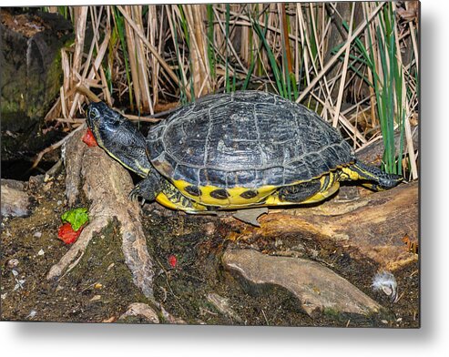 Turtle Metal Print featuring the photograph Resting #1 by Robert Hebert