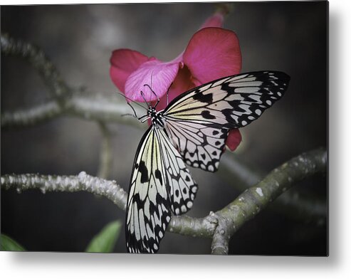 Butterfly Metal Print featuring the photograph Rice Paper Butterfly #1 by Charles Garrett