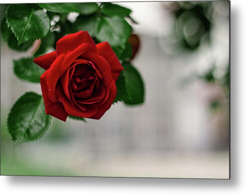 Winterpacht Metal Print featuring the photograph Roses in the City Park #1 by Miguel Winterpacht