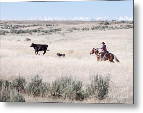 Cowboy Metal Print featuring the photograph Round Up #1 by Cindy Singleton