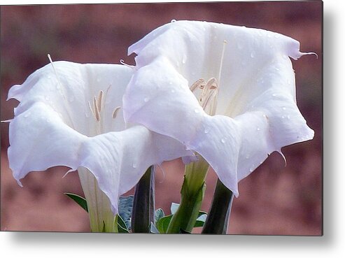 Utah Metal Print featuring the photograph Sacred Datura Photograph #1 by Kimberly Walker