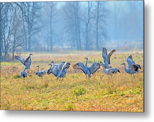 Sandhill Crane Metal Print featuring the photograph Saturday Night #1 by Tony Beck