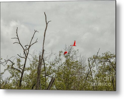 Birds Metal Print featuring the photograph Scarlet Ibis by Patricia Hofmeester