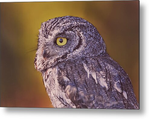 Animal Metal Print featuring the photograph Screech Owl #1 by Brian Cross