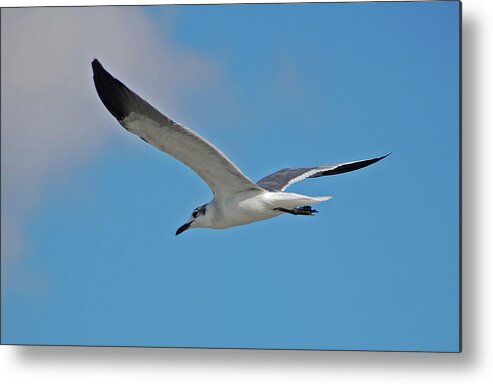  Metal Print featuring the photograph 1- Seagull by Joseph Keane