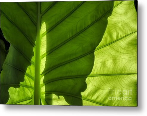 Michelle Meenawong Metal Print featuring the photograph Shadow #2 by Michelle Meenawong