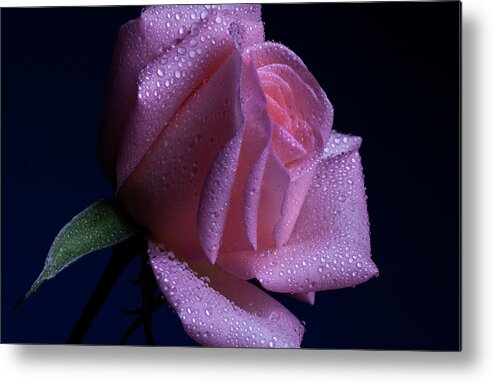 Rose Metal Print featuring the photograph Sheen #1 by Doug Norkum