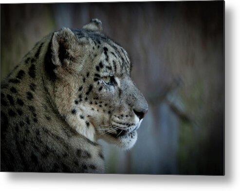 Snow Leopard Metal Print featuring the photograph Snow Leopard #1 by Roger Mullenhour