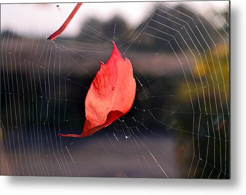 Spider Web Metal Print featuring the digital art Spider Web #1 by Maye Loeser