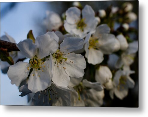 Winterpacht Metal Print featuring the photograph Spring's Welcome #2 by Miguel Winterpacht