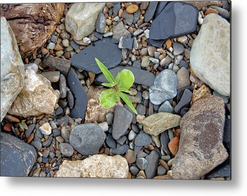 Rock Metal Print featuring the photograph Stand Out From The Crowd #1 by Amber Flowers