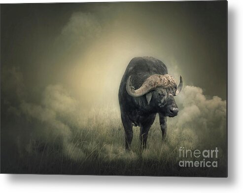 Buffalo Metal Print featuring the photograph Stare #1 by Charuhas Images