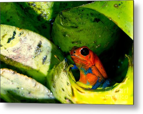 Strawberry Poison Frog Metal Print featuring the photograph Strawberry Poison Dart Frog #1 by Dant Fenolio