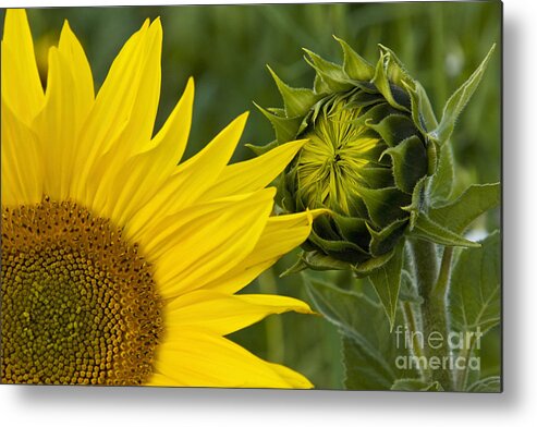 Sunflower Metal Print featuring the photograph Sunflowers In France #1 by Jean-Louis Klein & Marie-Luce Hubert