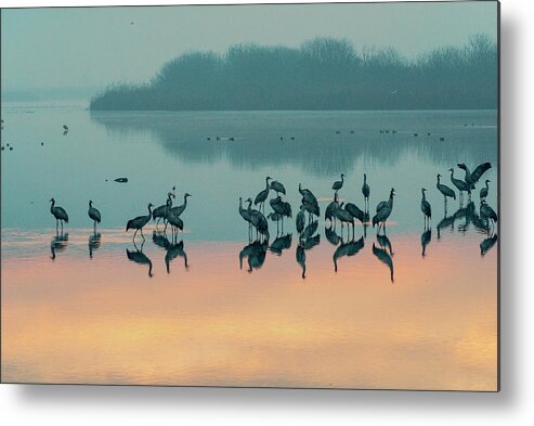 Sunrise Metal Print featuring the photograph Sunrise over the Hula valley 8 #1 by Dubi Roman