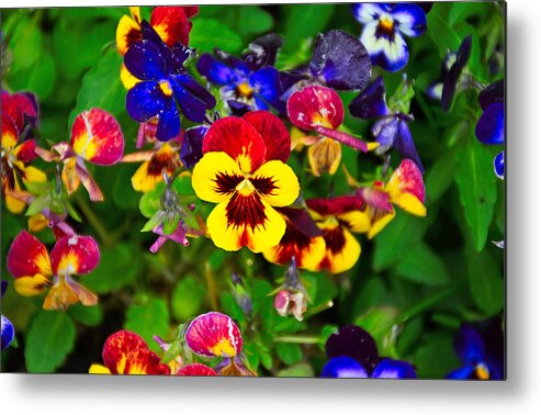 Sunset Metal Print featuring the photograph Sunset Pansy #2 by Robert Meyers-Lussier