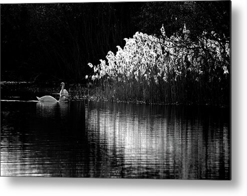Swans Reeds Monochrome Metal Print featuring the photograph Swans and reeds #1 by Ian Sanders