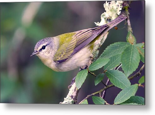 Warbler Photo Metal Print featuring the photograph Tennessee Warbler #2 by Jim E Johnson