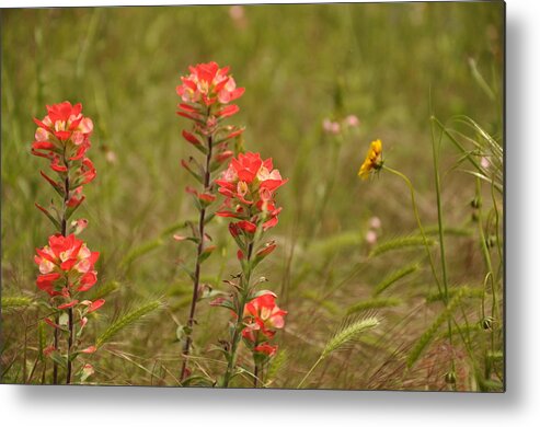 Texas Hill Country Metal Print featuring the photograph Texas Paintbrush by Frank Madia