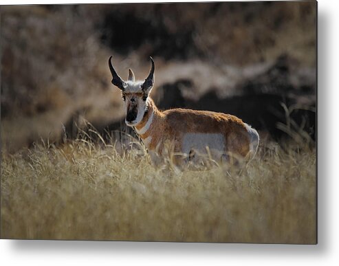 Antelope Metal Print featuring the photograph The Antelope #1 by Ernest Echols