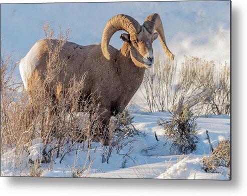 Big-horned Sheep Metal Print featuring the photograph The Christmas Gift #1 by Yeates Photography