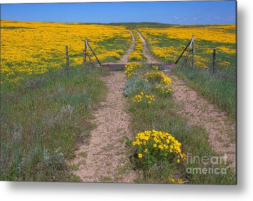 Yellow Wildflowers Metal Print featuring the photograph The Golden Gate by Jim Garrison