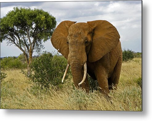 Africa Metal Print featuring the photograph The Old Bull #1 by Michele Burgess