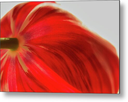 Tulip Metal Print featuring the photograph Tulip #1 by Kevin Schwalbe