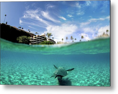 Turtle Metal Print featuring the photograph Two Worlds #1 by Micah Roemmling
