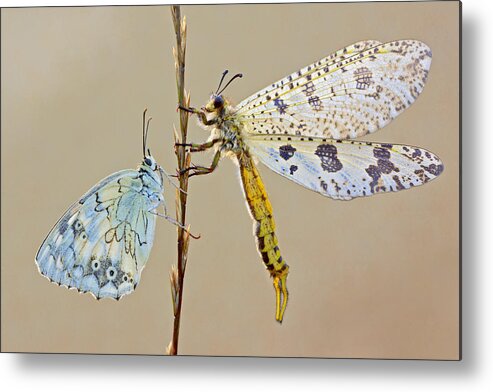 Butterfly Metal Print featuring the photograph Untitled 1 by S. Amer