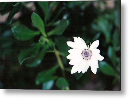 Floral Metal Print featuring the photograph Virtue Lies Within by Brian Edward Harris