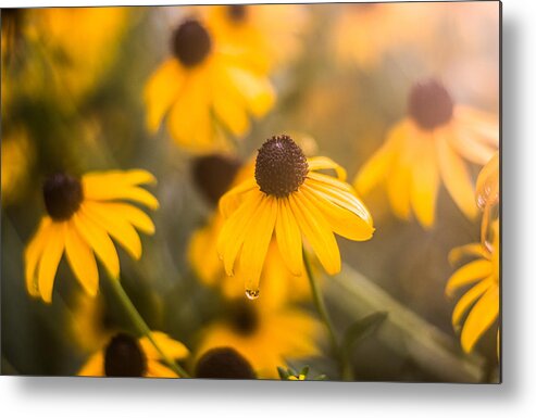 Black Eyed Susan Metal Print featuring the photograph Warm Light #2 by Parker Cunningham