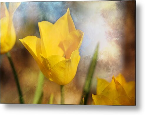 Water Lily Metal Print featuring the photograph Water Lily Tulip Flower #1 by Theresa Campbell