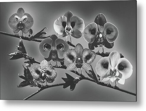 Orchids Metal Print featuring the mixed media We See You #1 by Mountain Dreams